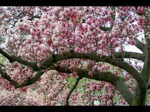 Cherry Blossom Featival 2008- Ann Murrays-Killing Me Softly