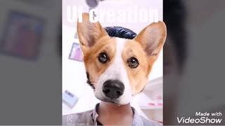 Funny face dogs talk