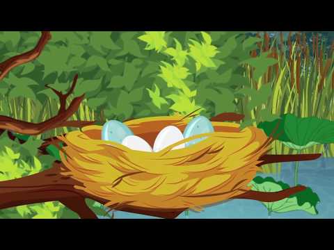 เพลง เจ้านกกาเหว่าเอย ( ใหม่ล่าสุด ) | เพลงกล่อมเด็ก | เพลงกล่อมลูก