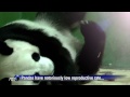 Chinese zoo presents world's 'first' surviving panda triplets