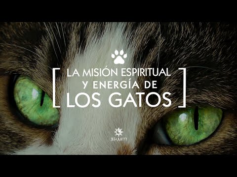 La Misión y Energía de los Gatos 🐱❤️