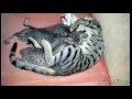Male Cat breastfeeding the kittens ( Funny)