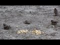 House Sparrows fighting over hole to dust bath