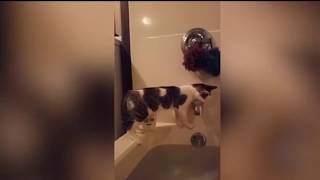 Funny Animals Fails
