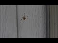 Spider freaks out at man's singing voice