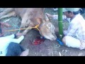 Idul Adha / Day of Sacrifice