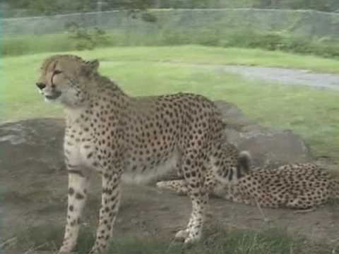 九州自然動物公園：アフリカンサファリ（大分別府）