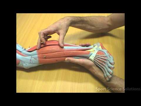 Flexor Digitorum Longus