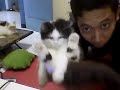 image Lucu Kucing Berkelahi Kucing Lucu