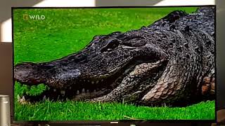 American Alligator When Predators Attack Nat Geo Wild