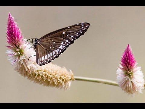 Oh Butterfly Tamil Karaoke For Male Singers