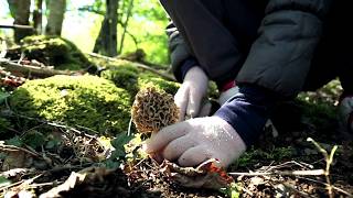 A Fond Sur Le Champignon
