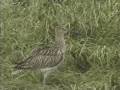 Curlew Capers (and song)
