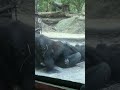 Gorillas at zoo have oral sex in front of parents and kids