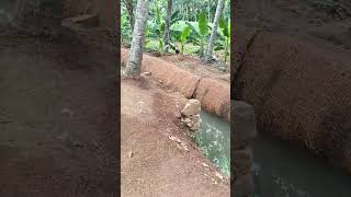 Ente Naatu Vazhii