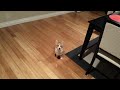 Betty Reacts To Laser Pointer