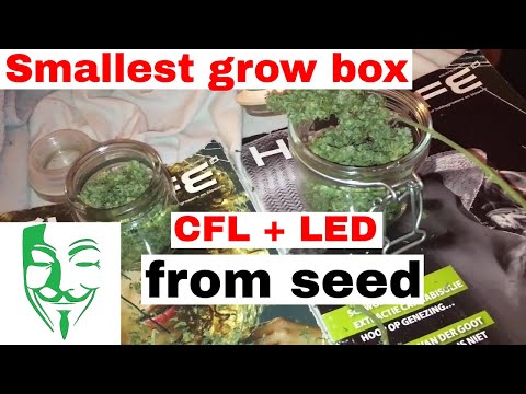 Auto Bloom Seeds