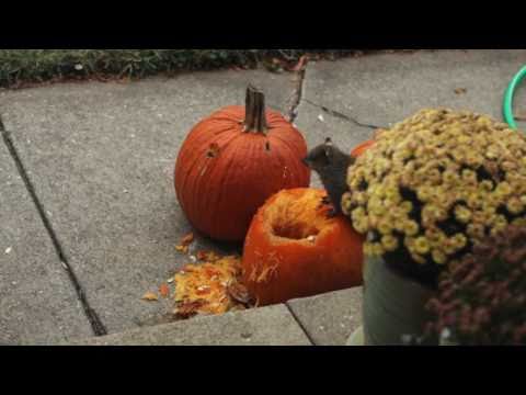 drunk squirrel eating out of a pumpkin