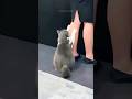 Funny cats 😂 episode 218 #shorts