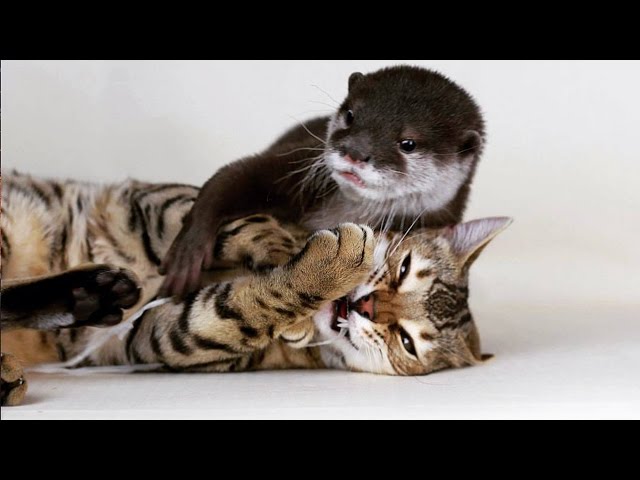 The Two Most Unlikely Animal Friends Ever - Video