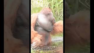 Male Orangutan Crossing Creek.