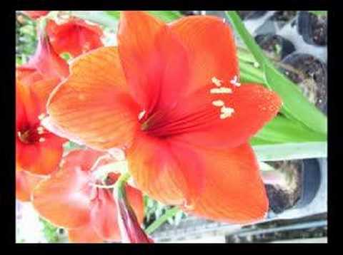 Flowers and orchids II
