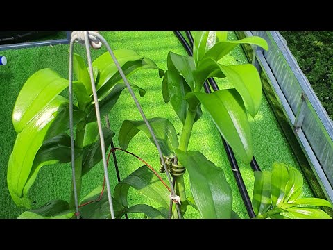 Bạn sẽ hiểu rõ về tất cả phân thuốc cho lan chỉ qua video này