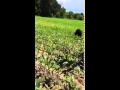 WI Lumberjack rescues BLACK BEAR with milk can stuck on head