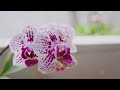 Orchid Care 101: A Beginner's Guide to Caring for Your Orchids Orchid Care 101: A Beginner's Guide to Caring for Your Orchids