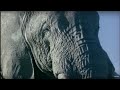 Elephant Mating, Fighting, and Pregnancy | Animals: The Inside Story | BBC Earth