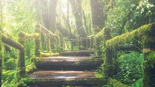 Peaceful Relaxing Instrumental Music, Meditation Music "Pathway Through the Forest" by Tim Janis