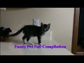 pet