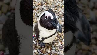 Cute African Penguin