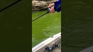 Monster B On A Jerkbait