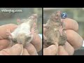 mice