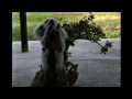 Poodles Are Awesome: Compilation