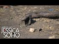 Kapuso Mo, Jessica Soho: Tatlong sawa, nasunog sa palengke sa...