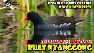 Suara Panggil Burung Mandar Batu Paling Ampuh