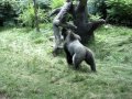 When Animals Attack - Gorilla's play fighting @ Henry Doorly Omaha Zoo