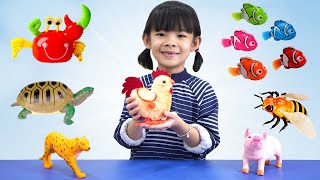 Trò Chơi Săn Và Học Cá Con Vật Anan Toysreview Tv