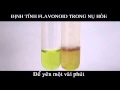 Flavonoid - Phản ứng Cyanidin