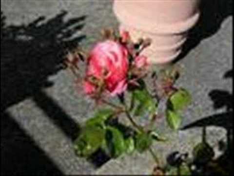 tupac rose that grew from concrete