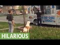 Pit Bull patiently waits in line for ice cream