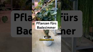 Diese Pflanzen Eignen Sich Super Fürs Badezimmer