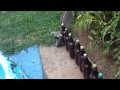 Kittens enjoy adorable moment in the garden