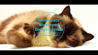 Fun Facts About Your Pet That You Didn't Know About