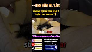 At Kılı Tay Tüyü Yatak Inceleme