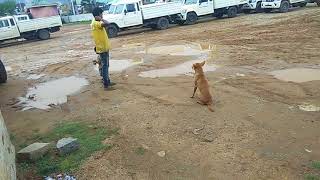 2018 funny Video for dog