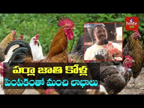 పర్లా జాతి కోళ్ల పెంపకం | Parla Hens Rearing By Krishnamachari | hmtv Agri