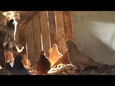 Как сделать чтобы голуби летали